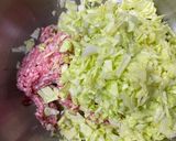 ~バジリコの香りが抜ける~イタリアン餃子作り方2写真
