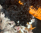 作り置き　めんつゆで豚とひじきの炒め煮作り方8写真