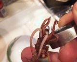 ボイルホタルイカ作り方5写真