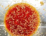 ビストロでガーリック旨辛チキン★合わせ技作り方8写真
