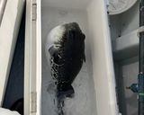 釣って来たトラフグでてっさと雑炊作り方1写真