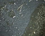 リカちゃん♡キャベツと鶏皮の甘辛炒め作り方9写真