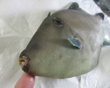 ウマヅラハギをさばいてみよう作り方1写真