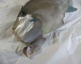 ウマヅラハギをさばいてみよう作り方2写真
