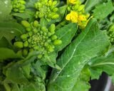 春を味わう　塩オリーブ菜花作り方2写真
