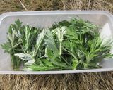よもぎ団子作り方1写真