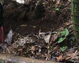 掘った筍を下茹でする作り方5写真