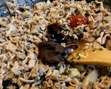 料理人の本格麻婆豆腐ｰ日本人向けｰ作り方4写真