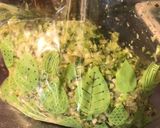 おうちでお店の味！ダシと海苔香る塩餃子作り方1写真