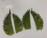 たっぷり夏野菜で！山形郷土料理のダシ作り方9写真
