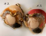 【応用】ホタテの刺身(炙り)作り方1写真