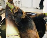 簡単 たけのこ 茹で方 下処理 保存作り方1写真
