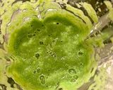 ザ★アスパラガス★な濃厚ムース作り方3写真
