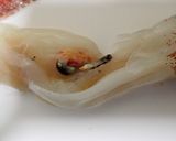ヤリイカのホイル包み作り方3写真