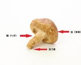 焼き椎茸作り方1写真