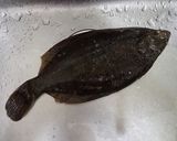 マコガレイのなめろう作り方1写真