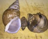 白バイ貝(白梅貝)湯引き刺し作り方6写真