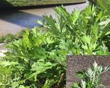 富山の草もち(ヨモギ餅)作り方5写真