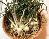 ノビルの油みそ炒め作り方1写真