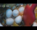 チキンラーメンをアレンジ【あんかけソバ】作り方7写真