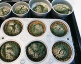 蓬蒸しパン♪春に食べたい～作り方5写真