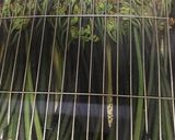 わらびのアク抜き作り方3写真