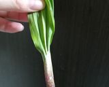 ～春 行者にんにくの玉子とじ～作り方1写真