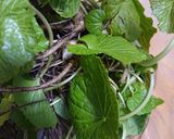 葉わさびの簡単万能調味料作り方1写真
