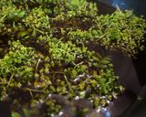 花山椒しゃぶしゃぶ作り方1写真