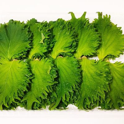 大葉1ヶ月フレッシュ保存 by しゃちょん 【クックパッド】 簡単