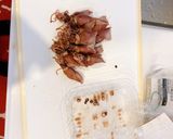 旬の味！ホタルイカとたけのこの春パスタ！作り方4写真