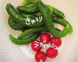 ラディッシュときゅうりの浅漬け作り方1写真