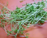 簡単！豆苗豚丼作り方1写真