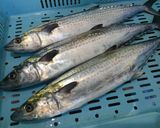 サワラとハリイカの洋風野菜炒め作り方1写真