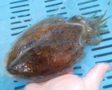 サワラとハリイカの洋風野菜炒め作り方2写真
