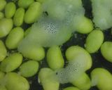 リカちゃん♡枝豆の白和え(木の芽 塩)作り方1写真