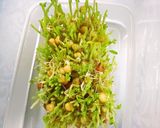 豆苗とベーコンのソテー作り方4写真