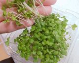 めっちゃ速い！時短♥レタスの卵スープ作り方6写真