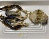 渡蟹のトマトクリームパスタ*作り方8写真