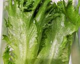 手抜きレタスの保存法作り方3写真