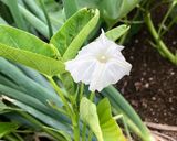 空芯菜のスープ炒め作り方8写真