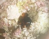 万能♪ヘルシー♪トマト舞茸ミートソース作り方3写真