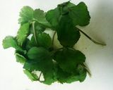 山菜 ♪カラットサクサクみつばの天ぷら♪作り方1写真