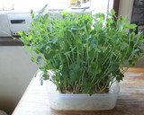 豆苗とお豆富のたまごとじ♪作り方13写真