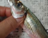 夏にピッタリ♪小鯵のカレーサラダマリネ♪作り方2写真
