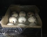 ポリ袋deチョコチップちぎりパン♪作り方10写真