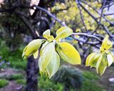 4月の旬の味♪材料２つ！柿の新芽の天ぷら作り方1写真