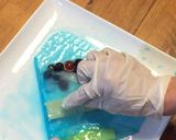 ハッピー生春巻き・デザート鯉のぼり作り方14写真