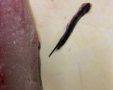 アジの三枚おろし、皮引きまで作り方8写真
