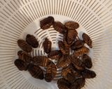 おつまみに最高！涼平のポンデギ天ぷら作り方1写真